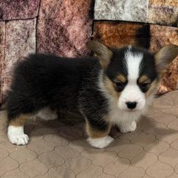 Boy 3 - Black and tan male Pembroke Welsh Corgi puppy in Visalia, California from VIP Stables