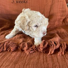 Jasper - Orange male Lagotto Romagnolo puppy in Minster, Ohio from 1880 Lagotto