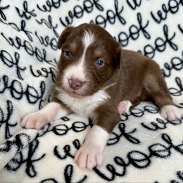Violet - Red tri-color female Australian Shepherd puppy in Blomkest, Minnesota from Meljestic Farms