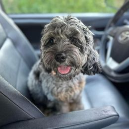 Vin - Cockapoo