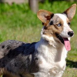 Chanel - Cardigan Welsh Corgi