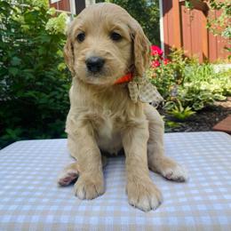 Maggie- coral - Apricot female Goldendoodle puppy in Carlton, Minnesota from Lakeside Doodles MN