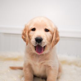 Golden Retriever, Miniature American Shepherd, and Siberian Husky Puppies from HuskiesAndGoldensWithFinesse