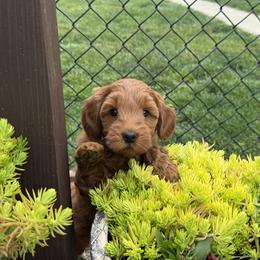 Girl 1 Selection - Red  female Goldendoodle puppy in Pleasant Hill, Iowa from Harvest Creek