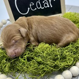Cedar - Red  male Goldendoodle puppy in Travelers Rest, South Carolina from Bailey Mountain Doodles