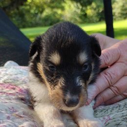 Girl 4 - Black white and tan female Collie puppy in Silsbee, Texas from Jeanah's Pups