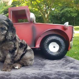 Cockapoo, Cocker Spaniel, and Goldendoodle Puppies from Robbin's Treasures