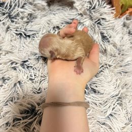 Golden Latte - Gold male Yorkshire Terrier puppy in Waianae, Hawaii from Makanalani Yorkies and Iggys