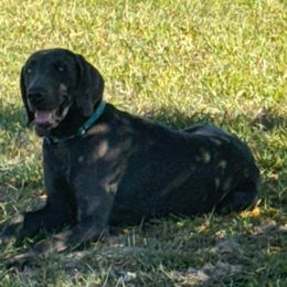 Rokko - Weimaraner