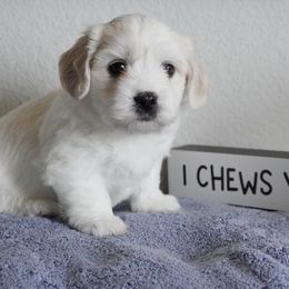 Coton de Tulear Puppies from Buttercup Cotons of Texas