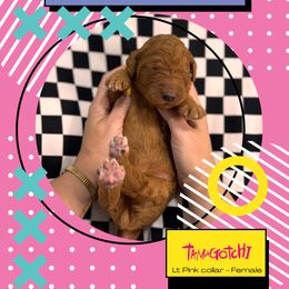 Tamagotchi - Red  female Goldendoodle puppy in Garland, Texas from Twilight Doodles