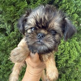 Rusty - Red male Brussels Griffon puppy in Brooks, Georgia from Brooks Berner Bears & Brussels Griffons