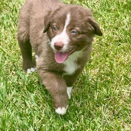 Robin - Red & white female Miniature Australian Shepherd puppy in California from Eagle River Aussies