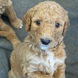 Male Black Collar(Romeo) - Red  male Goldendoodle puppy in Cape Coral, Florida from GoldenDoodles Cape Coral