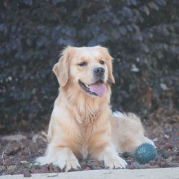 Cannoli - Golden Retriever