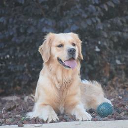 Cannoli - Golden Retriever