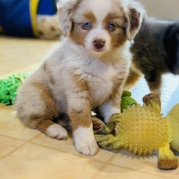 Miniature Australian Shepherd and Toy Australian Shepherd Puppies from Blue Springs Aussies