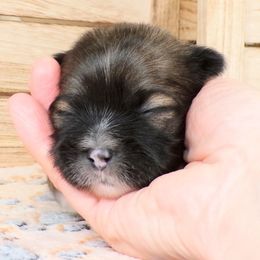 Rosetta - Brown female Lhasa Apso puppy in Jefferson, New York from Absolute Lhasa Love