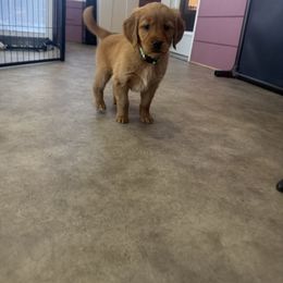 Girl 5 - Dark golden female Golden Retriever puppy in Litchfield, Illinois from Moore’s Goldens