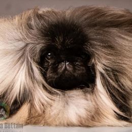 Emmy - Pekingese