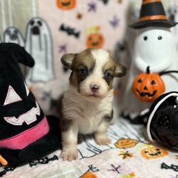Starlord - Red male Pembroke Welsh Corgi puppy in Barstow, California from Caldwell’s Corgis of Southern California