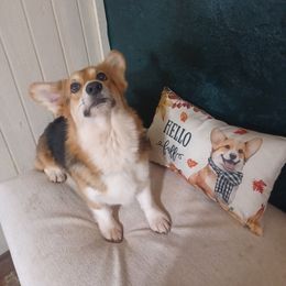 Pembroke Welsh Corgi All Grown Up from Rachael Singletary