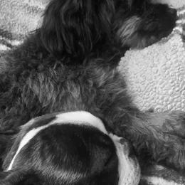 Boston Terriers and Yorkipoos from Syd's Designer Breeds of NC