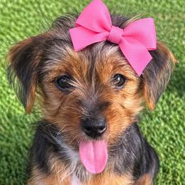 Tesla - Parti female Yorkshire Terrier puppy in San Antonio, Texas from Luna's Treasures