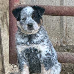 Cotton - female Australian Cattle Dog puppy in Pryor, Oklahoma from Branded Outlaw Cattle Dogs