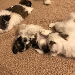 Shih Tzu Puppies from Marlene Kenney's Shih Tzus