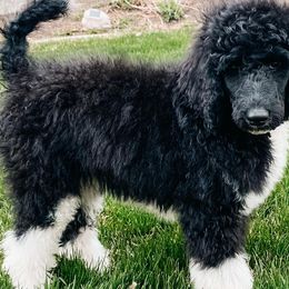 Poodles from Utah Poodles