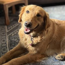 Golden Retrievers from Bethel Park Goldens