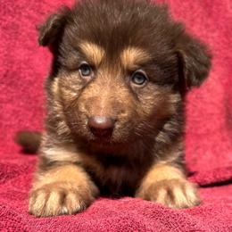 Male 2 - Liver male German Shepherd puppy in Allentown, Pennsylvania from VMH Shepherds