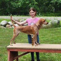 Clarabelle  - American English Coonhound