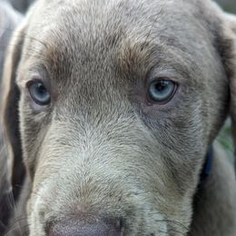 Dilute Retrievers and Labrador Retrievers from True Hart Labs
