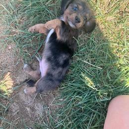 Billy Jr - Dapple male Dachshund puppy in Kersey, Colorado from Ranchin Doxies