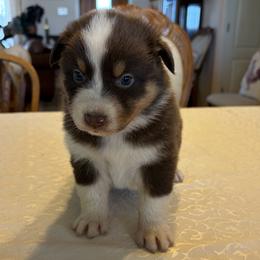 Girl 3 - female Australian Shepherd puppy in Esparto, California from Cutting Up Ranch  Australian Shepherds