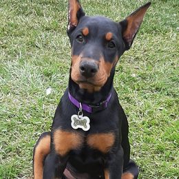 Doberman Pinscher Puppies from Steel Haus Dobermans