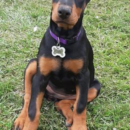 Doberman Pinscher Puppies from Steel Haus Dobermans