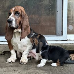 Basset Hound puppies from Basset Hound Puppies of Michigan