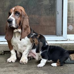 Basset Hound puppies from Basset Hound Puppies of Michigan