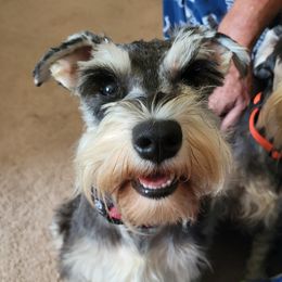 Belle - Miniature Schnauzer