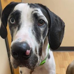 Great Danes from Southland Farms