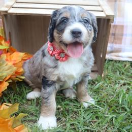 Cookie (Purple Bow) - female Bernese Mountain Dog puppy in Middlesex, North Carolina from Willow Springs Doodles & Berners