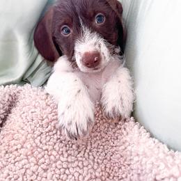 Dachshund and German Shepherd Puppies from Mountain Valley Kennel