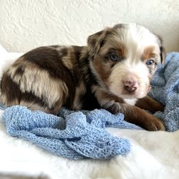 Phoebe - Red merle Miniature Australian Shepherd puppy in Jerome, Idaho from Merrick Mini Aussies