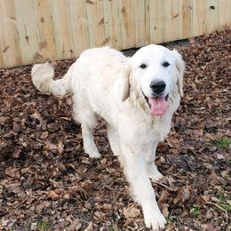 Captain - Golden Retriever
