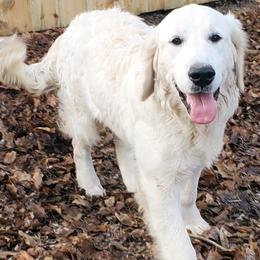Captain - Golden Retriever