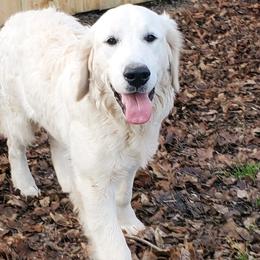 Captain - Golden Retriever