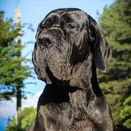 Millie - Great Dane